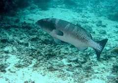 Velidhu - 2013_03_11 - IMG_0539rf_Merou selle ou leopard - Plectropomus laevis_Kuda reef_Plongee